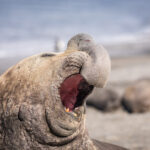 A close up of the face of a yawning elephant seal in South Georgia. Cruise Antarctic Travel Antarctic