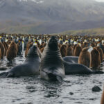 Fur seal looks bend backwards to look at photographer in between other seals and hundreds of King Penguins in South Georgia. Travel South Georgia Island. Travel Antarctic
