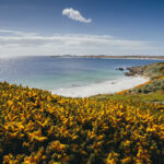Yellow and green vegetation cover a hill rise which leads down to white beach and green blue ocean water in the Falkland Islands. Falkland Islands travel Antarctic travel
