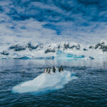 A group of Gentoo penguins huddle on partially submerged iceberg with many more swimming around them in the dark blue ocean with the snow covered coastline in background. Antarctic expedition Antarctic travel