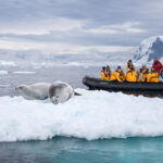 Zodiac with passengers get up close to two crabeater seals perched on a bergy bits ice near snow covered coastline of Antarctic Peninsula. Antarctic cruise Antarctica travel