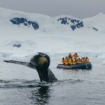 Whale tail breaches water near passengers on a zodiac boat with white snow covered mountain peak in background. Antarctica cruise Polar travel