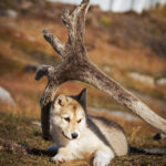 Arctic wolf pup under a whale bone in Greenland. Greenland cruise Arctic travel
