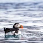 Close up of an Arctic Puffin bird floating in the ocean. Arctic travel Arctic cruise