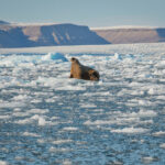A Walrus perched on slate ice in front of glacier ice and snow topped mountain ranges. Holiday Arctic Ship cruise Arctic