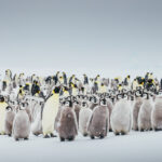 Emperor Penguin colony with grey fluff covered chicks and black and white with yellow cheeks adults among them. Antarctica cruise Antarctcia travel