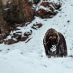 A Musk Ox stands in snow with its snout covered in snow as well. Greenland travel Arctic travel
