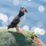 Atlantic puffin bird stands on a moss covered rock in the Scottish Isles. Cruise Scottish Isles