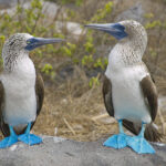 Close up of two Blue Footed Boobys standing on a rock with their electric blue feet contrasting against their other colours. Galapagos Travel