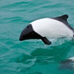 Black and white Commerson Dolphin breaches through deep green blue ocean with another below the surface. Cruise South America Patagonia Travel