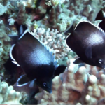 Three black with white tips Easter Island butterflyfish on coral reef. Travel Easter Island