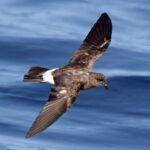 Soaring European storm petrel over ocean waters. Scottish Isles cruise