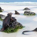 Three dark brown bathe in water pools Galapagos iguanas on the white sand beach. Cruise Galapagos Islands