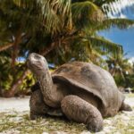 Close up of Giant Tortoise in Galapagos Islands. Brown tortoise stands on white beach with palm tree above. Cruise Galapagos Islands