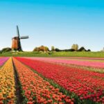 Rows of colorful tulips before windmill in Keukenhof Gardens - Netherlands. North Sea cruise trip