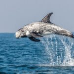Leaping Risso Dolphin with distinct what marking on black body. Above the sea water in the Azores. The Azores sea cruise