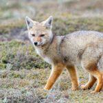 Close up of South American Grey Fox, fluffy winter coat of grey and brown. South America Travel. Patagonia cruise