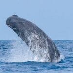 Breaching Sperm Whale in ocean near the Azores Islands. The Azores cruise