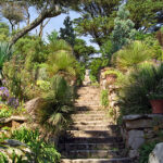 Flora of Tresco Abbey Gardens, Scilly Isles, UK. Cruise Channel Islands