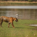 Bengal tiger half covered in mud near the river bank. India River Cruise - The Brahmaptura River Cruise