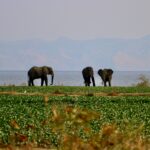 Three elephants on the bank of the Kariba lake with the water and distant mountains behind them and water flora in the foreground. Kariba lake cruise