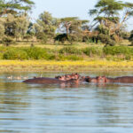 A bloat of hippo's in lake Kariba accompanied by a gaggle of Egyptian Geese in the water with the bank of lake nearby with trees in the background. Lake Kariba cruise.