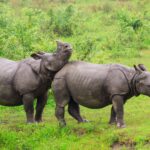 Two One Horned Rhinos with one rubbing its chin on the back of the other among the lush green background - Kaziranga National Park -India. Itinerary - River Cruise - India