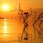 Golden sunset over glassy water of Lake Kariba with silhouettes of dead trees protruding from the glassy water and their reflections. Lake Kariba cruise